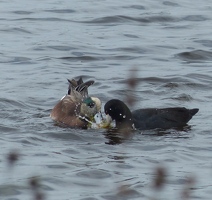 American Wigeon and Coot sharing a snack